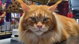 Bolzano, eletto il gatto più bello del mondo: si chiama Tornado e pesa 10 chili