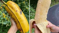 I segreti della Hua Moa, la banana più grande (e rara) del mondo