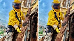 Mentana (Roma): rimosso nido con 200mila api da una casa, punture per l'apicoltore e alcuni passanti