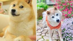 Il cane meme di Dogecoin è morto: Kabosu aveva 18 anni e dal 2010 la sua immagine era diventata virale