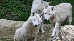 Sul Garda gli unici quattro lupi artici d'Italia