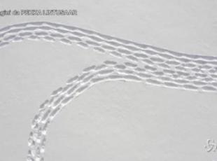 Finlandia, opera d'arte sulla neve: enorme fiocco realizzato con le impronte Volontari al lavoro con le ciaspole per due giorni: è larga 160 metri di diametro - LaPresse/AP