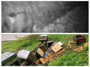 Val di Zoldo, l'orso goloso torna a colpire: distrutto un altro apiario, sono oltre 100 i chili di miele rubato