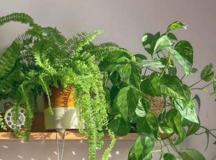 Come non far morire le piante quando siamo in ferie