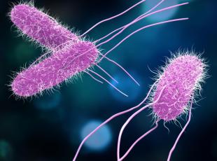 Quale sarà il virus (o batterio) responsabile della prossima pandemia? I 32 patogeni più pericolosi secondo l'Oms