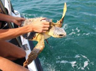 Torna al mare di Anzio la piccola Gui, la tartaruga marina