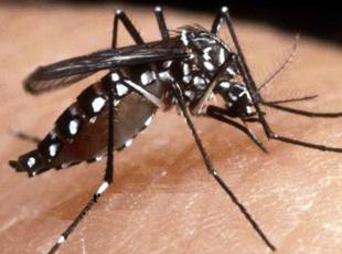 Zanzara tigre, curate 14 infezioni: «Il caldo allunga la stagione»