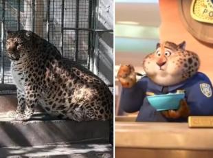 Il leopardo obeso dello zoo sarà messo a dieta: deriso in rete e paragonato al ghepardo poliziotto di Zootropolis