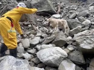 Roger, il cane eroe di Taiwan che salva i dispersi