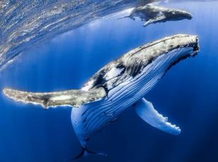 Twain, la balena dell’Alaska che «parla» con i biologi marini