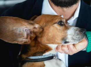 Storia di Jordan, il beagle adottato dopo essere stato usato nella sperimentazione farmaceutica da Aptuit
