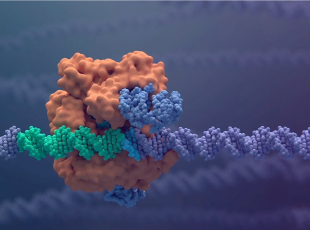Correggere il genoma con le ‘forbici molecolari’ per guarire da talassemia e anemia falciforme