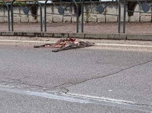 Sopramonte, lupo sbrana un capriolo in paese: la carcassa davanti alla fermata del bus