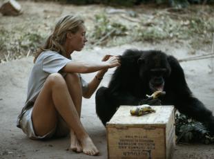 Jane Goodall, la donna che scoprì la vita segreta degli scimpanzé e cambiò anche gli umani 