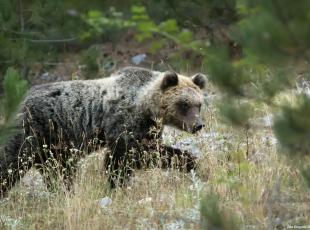 Wwf sull'orso marsicano: «Solo 50-60 individui nell'Appennino sono pochi per scongiurare l'estinzione»