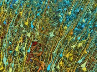 La mappa di un millimetro cubo di cervello umano, per la prima volta: «Una complessità mai vista prima»