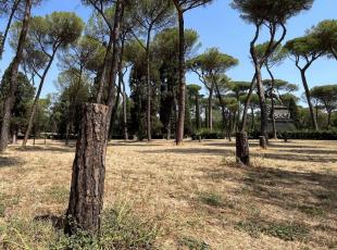Abbattimenti degli alberi a Roma, l'Unesco interviene dopo l'allarme di Italia Nostra: «Chiesti chiarimenti al ministero»