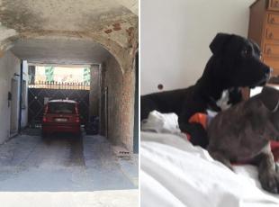 Bimbo ucciso dal pitbull a Palazzolo Vercellese, i testimoni: «La nonna urlava: salvate Michele. Con due mattoni abbiamo allontanato il cane»