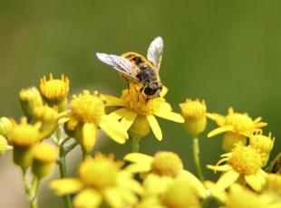 Giornata mondiale delle api: educazione a scuola e piante sui balconi, le strategie per salvarle