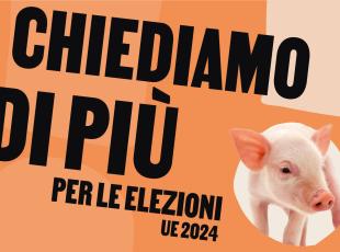 «Vote for animals»: oltre 700 candidati aderiscono alla campagna a difesa degli animali in Europa