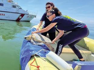 Le biologhe che salvano le tartarughe nell'Adriatico: «I nostri turni 24 su 24, che gioia liberarle in mare»
