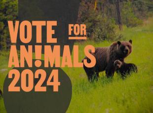 «Vote for animals»: tra 12 e 18 candidati impegnati per la protezione degli animali eletti al Parlamento Europeo