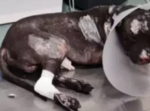 Aron, il cane bruciato a Palermo: l'ex proprietario non potrà più avere animali