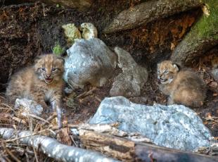 Talia, una delle linci liberate a Tarvisio, ha dato alla luce due cuccioli