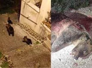 Chiuse le indagini sulla morte dell’orsa Amarena: «Uccisa con crudeltà»