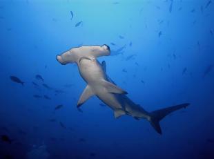 Uno squalo martello smerlato, tra le specie messe a rischio dal fish & chips australiano (foto Amcs)