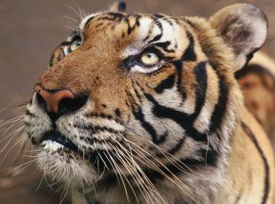 GIORNATA MONDIALE DELLA TIGRE, WWF: LE TIGRI IN THAILANDIA STANNO AUMENTANDO GRAZIE ALLE AZIONI DI CONSERVAZIONE