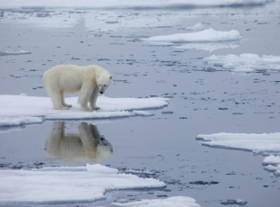 Un orso polare in Norvegia, nel 2013 (Kt Miller / Afp)