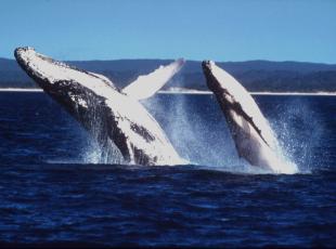 Canto delle balene e linguaggio umano seguono lo stesso schema