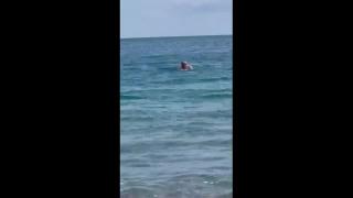 Paura ad Olivieri (Messina), uno  squalo in mare a pochi metri da un bagnante