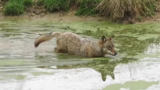 Verona, un lupo fa il bagno in Lessinia