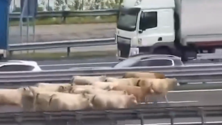 Tir ribaltato in A4, mucche e vitelli in fuga lungo l'autostrada (ora chiusa)