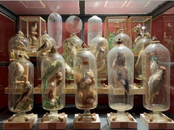 Svelato il «segreto» degli animali in bottiglia di padre Forcault