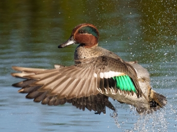 Cacciatore con richiami illegali abbatte 30 alzavole (il limite è 10) il giorno di Natale: denunciato dai carabinieri