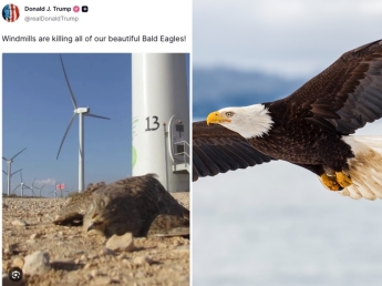 La gaffe di Trump: scambia il falco per l'aquila calva americana