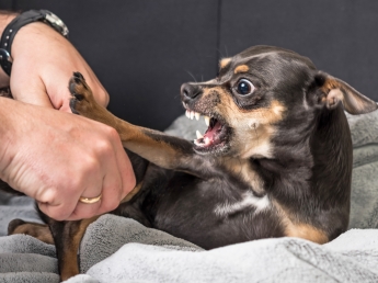 «L'aggressività di un cane non viene mai dal nulla: i segnali che non bisogna trascurare»