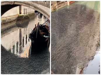 Venezia, migliaia di cefali invadono i canali: «Cercano riparo nei mesi più freddi»