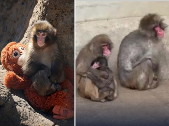 Punchil macaco che abbracciava un pelucheè stato accolto dal gruppo: i primi segnali di accettazione