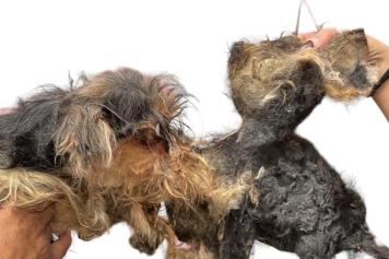 Voghera, otto cagnolini denutriti e maltrattati abbandonati davanti alla sede dell'Enpa