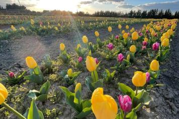 Un campo con 100 mila tulipani in Puglia, riapre il parco a Foggia