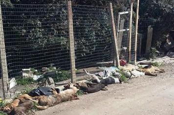 Strage di randagi a Sciacca, avvelenati oltre 50 cani. L’Enpa: «Il Giro d’Italia annulli la tappa in città»