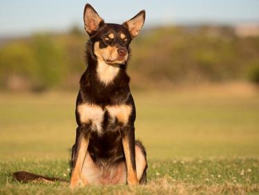 Kelpie cane hot sale