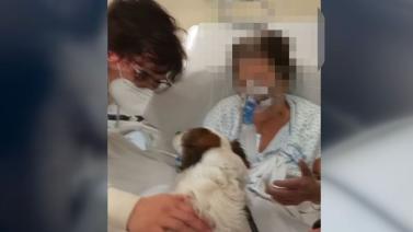 Cane legato a un cancello e abbandonato a Napoli, tutto ripreso da una  telecamera: ora Pino cerca una casa - La Stampa