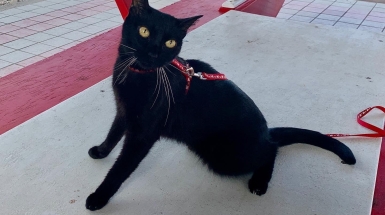 «Ivar, il gatto che balla con la mente»: il racconto vincitore della prima edizione del Premio Milo