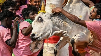 C'è una corrida che uccide più di quella spagnola. Sfidare la morte con il «jallikattu», il corpo a corpo con il toro