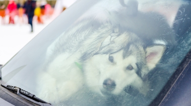 Chiude il cane nell'auto e va a sciare: denunciato dai carabinieri. Perché lasciare l'animale nell'abitacolo è pericoloso (e illegale) anche d'inverno